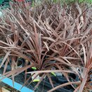 Cordyline aus. Red Star
