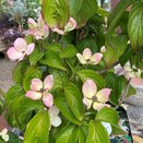 Cornus Kousa Satomi