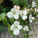 Cornus kousa 'Sternenhimmel'