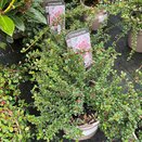 Cotoneaster cochleatus