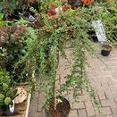 Cotoneaster dammeri 'Coral Beauty' Patio Tree