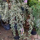 Cotoneaster dammeri 'Juliette' Patio Tree 3 litre pot