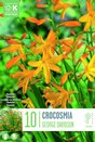 Crocosmia George Davidson