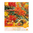 Crocosmia Halloween Great Value Pack
