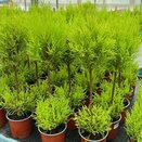 Cupressus Goldcrest Wilma duoball