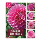 Dahlia 5 Pink Shades