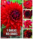 Dahlia 5 Red Shades