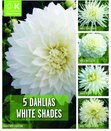 Dahlia 5 White Shades