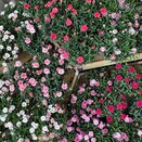 Dianthus Oscar in varieties Ton sur ton 19cm pot