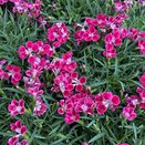 Dianthus Pillow Pink and White 10.5cm pot