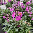 Erysimum Leya Purple Glow