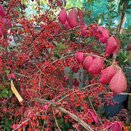 Euonymus alatus specimen