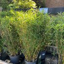 Fargesia mur. Panda - Bamboo