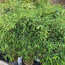 Fargesia mur. Winter Black - Bamboo