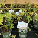 Fig Ficus 'Lucky Berry' ®