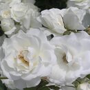 Floribunda Bush Rose Iceberg by Henry Street