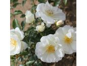 Flower Carpet Rose White