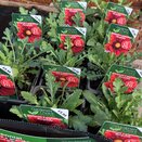 Gaillardia x grandiflora Burgundy
