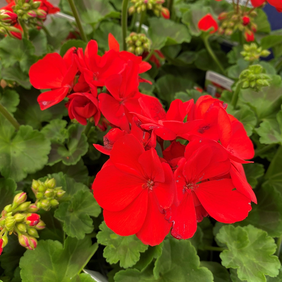 Geranium Zonal Green Leaf Bright Red Knights Garden Centres