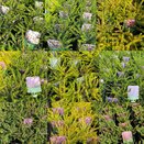 Heather 1 litre pot mixed varieties