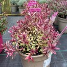 Hebe Purple Shamrock