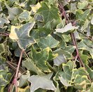 Hedera helix 'Goldchild' 13cm pot