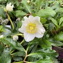 Hellebore Awesome Heavenly