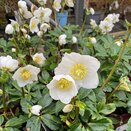 Hellebore HGC® CR Diva®