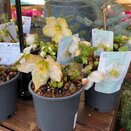 Helleborus niger 'Verboom Beauty'