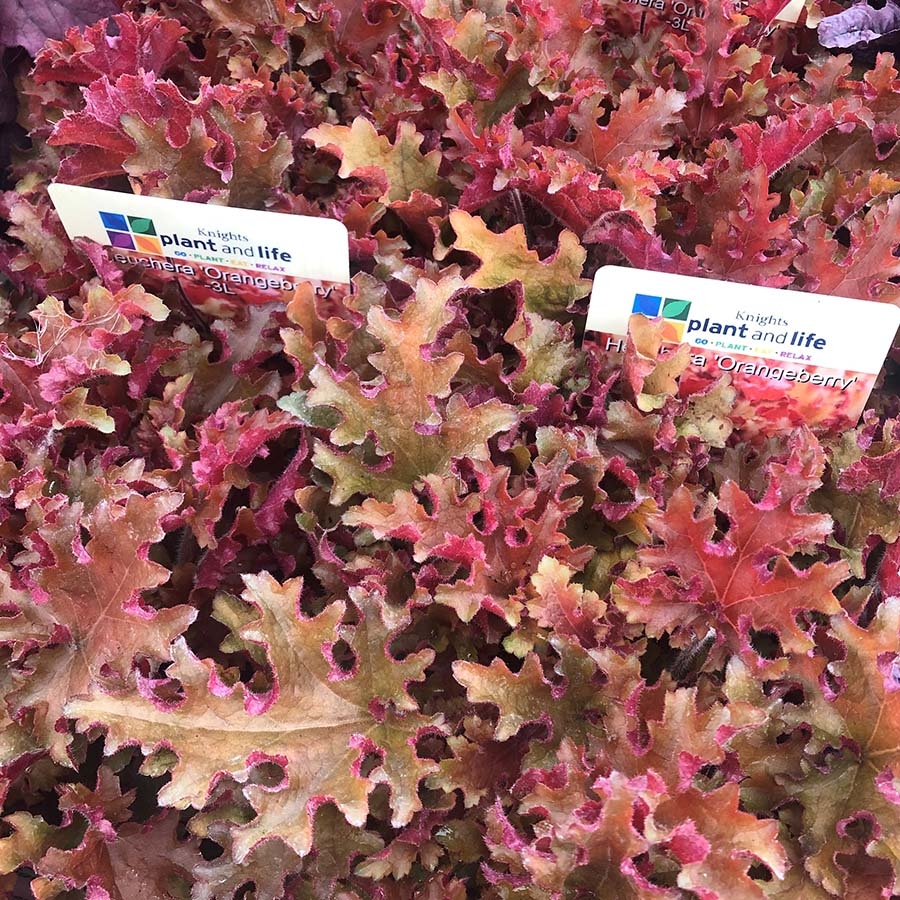 Heuchera Orangeberry Knights Garden Centres