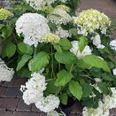 Hydrangea arbor. 'Annabelle'
