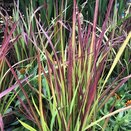 Imperata Red Baron
