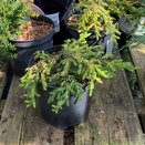 Juniperus communis Goldschatz