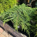 Juniperus communis Green Carpet 7.5 litre pot