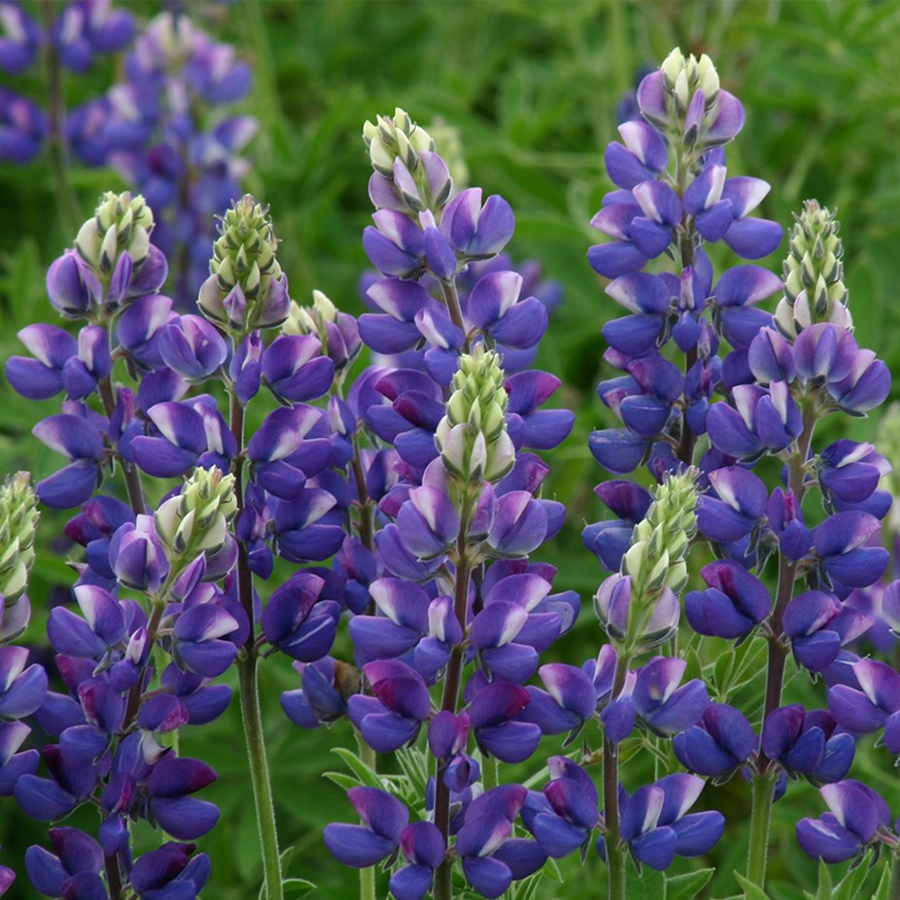 Lupin Gallery Blue 1 Litre Pot Knights Garden Centres