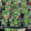 Lupinus Gallery Pink-White