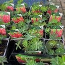 Lupinus My Castle 1 litre pot