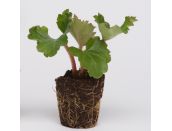 Mini Premium Starter Plant Begonia Nonstop White