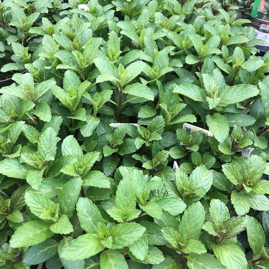 Mint Curled Spearmint Tashkent Litre Pot Knights Garden Centres