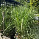 Miscanthus sinensis 'Malepartus'