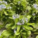 Myosotis Mon Amie Blue 10.5cm pot