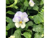 Pansy Trailing Frost Jumbo 6 pack