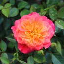 Patio Rose Mandarin by Henry Street