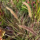 Pennisetum Cherry Sparkler
