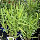 Phalaris arundinacea Arctic Sun