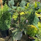 Picea abies 'Acrocona'