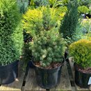 Picea glauca Daisy's White