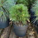 Pinus mugo 'Benjamin'