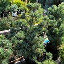 Pinus parviflora Negishi