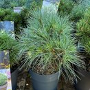 Pinus strobus 'Blue Shag'